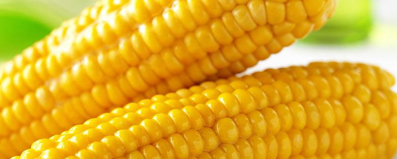 尚谷555玉米品种的特性，单作每亩种植3500株左右