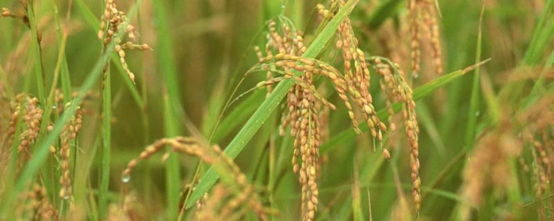 皖两优华占水稻种子特征特性，中抗白叶枯病