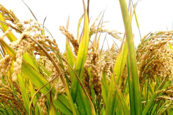 皖两优华占水稻种子特征特性，中抗白叶枯病