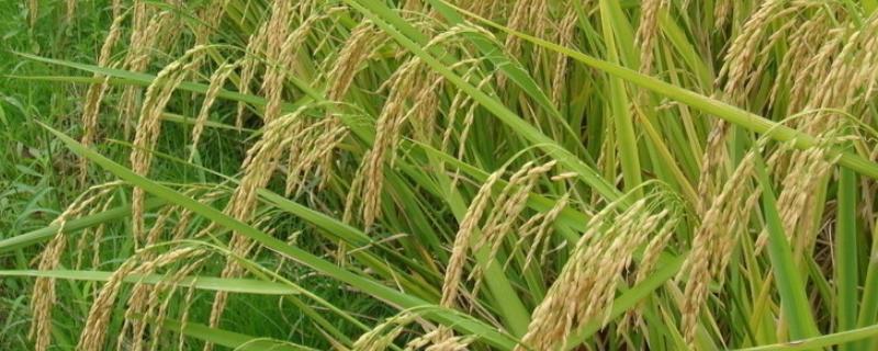 创两优303水稻品种的特性，5月下旬至6月上旬播种