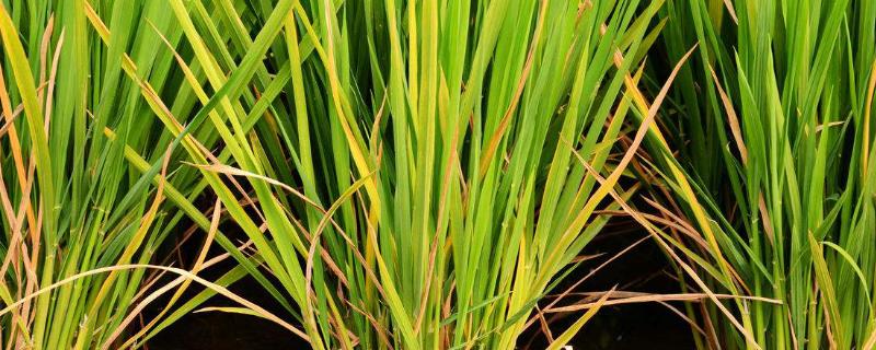 益9A水稻种子特点，父本亩播种量10公斤
