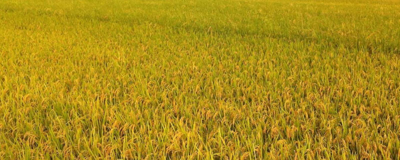 襄两优336水稻品种的特性，播种前宜用咪鲜胺浸种