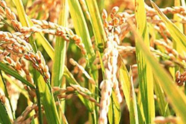 仙两优757水稻种简介，鄂北5月下旬播种