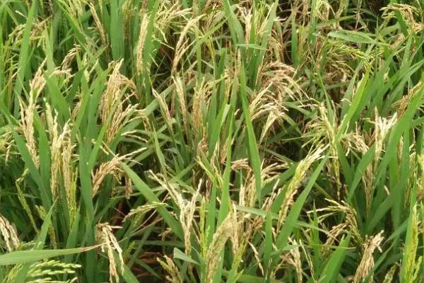 仙两优757水稻种简介，鄂北5月下旬播种