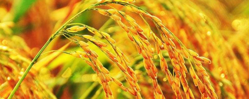 隆8优1308水稻种子特征特性，全生育期130.2天