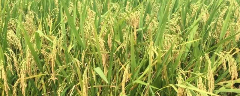 五优3636水稻种简介，籼型三系杂交晚稻迟熟品种