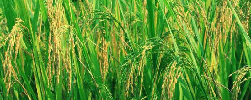 望两优851水稻种子简介，早造全生育期122～124天