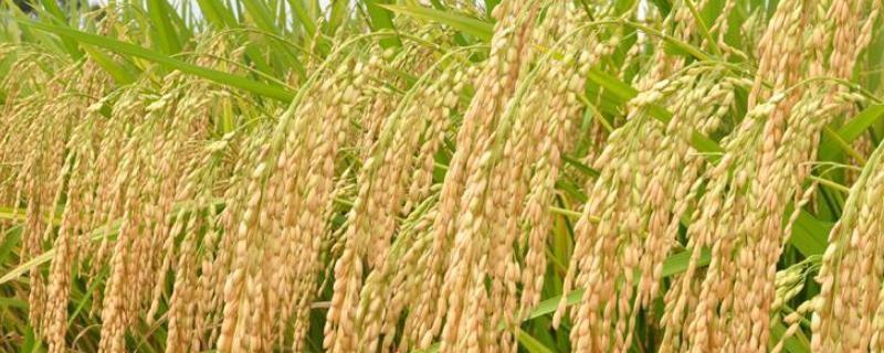 广8优305水稻种子介绍，晚造全生育期113天