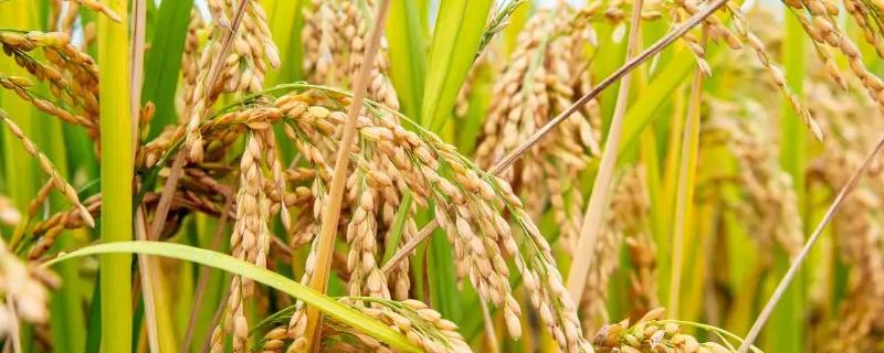 创两优茉莉占水稻种子特点，晚造全生育期112～113天
