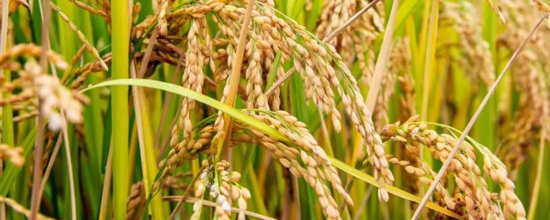 黄广太占水稻种子特征特性，晚造全生育期113～115天