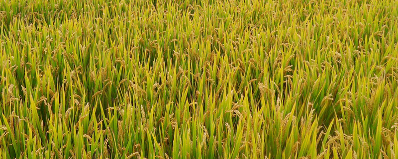 南广丝苗水稻种子简介，高抗稻瘟病