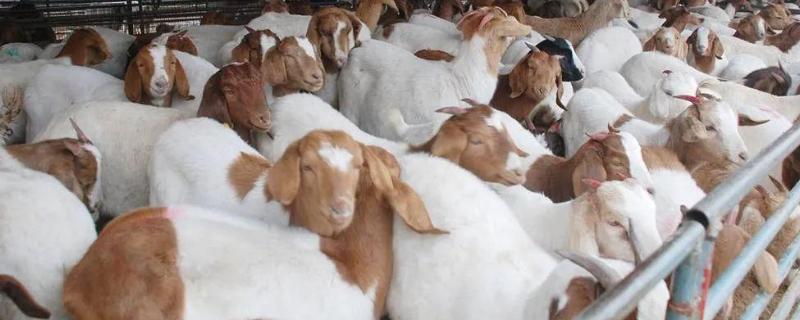 肉羊的常见疾病及防治方法，常见的有羊快疫、肺炎、羊痘等