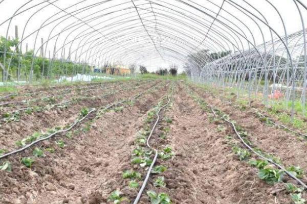 冬季草莓移栽如何提高成活率，及时进行除草松土、培根以及补苗工作