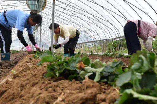 冬季草莓移栽如何提高成活率，及时进行除草松土、培根以及补苗工作