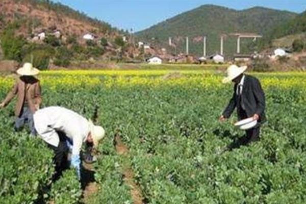 种植蚕豆的株距与行距，行距30厘米左右