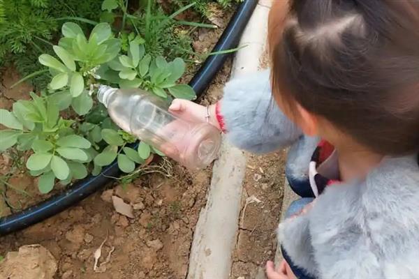 种植蚕豆的株距与行距，行距30厘米左右