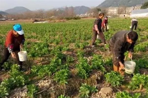 种植蚕豆的株距与行距，行距30厘米左右