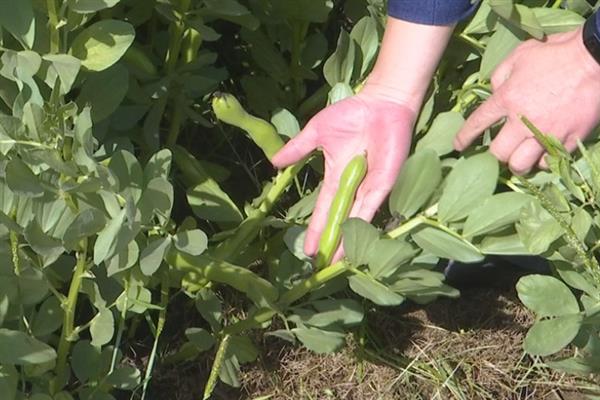 种植蚕豆的株距与行距，行距30厘米左右