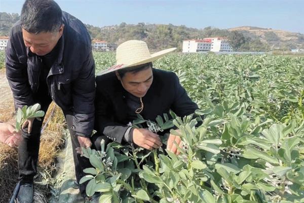 种植蚕豆的株距与行距，行距30厘米左右