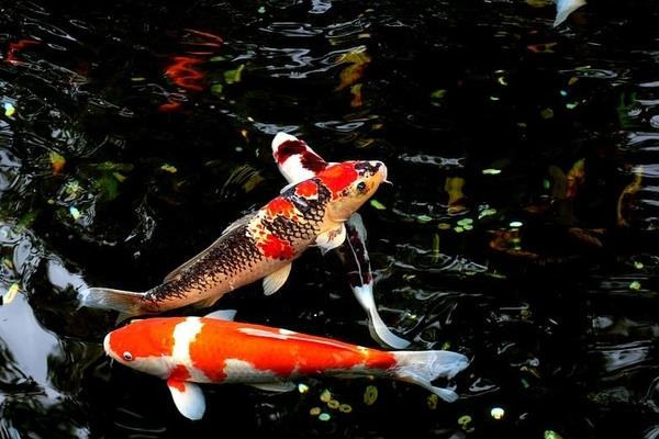 日本锦鲤简介，别称红鲤鱼、花脊鱼等