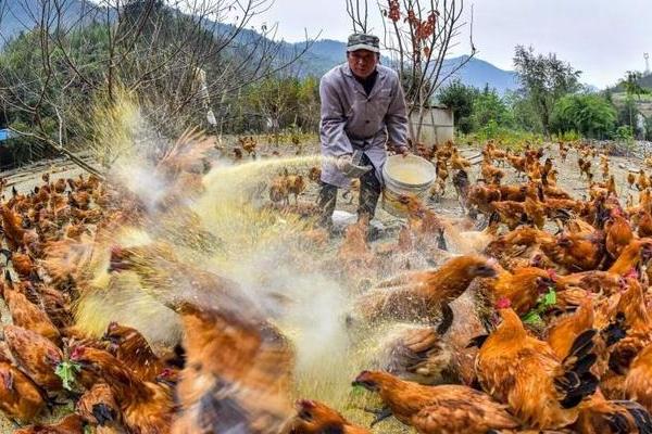 散养土鸡成本，饲养一只土鸡纯利在10元-20元