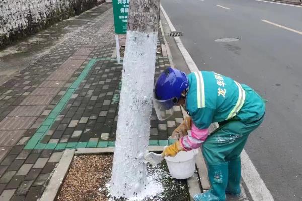 树干被虫蛀了如何处理，可以喷杀虫剂或进行修剪