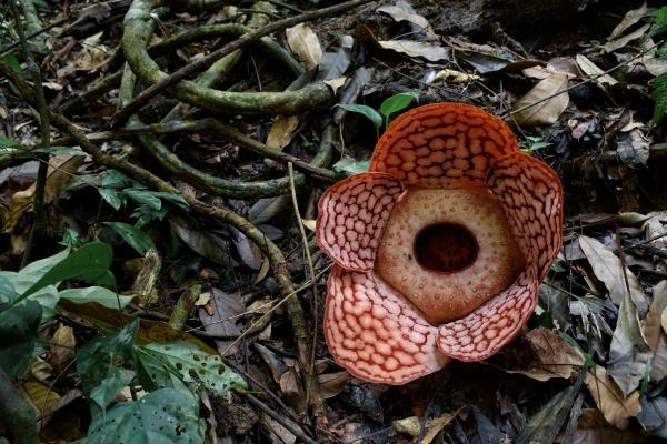 热带雨林有些什么植物，常见的有大王花、巨魔芋等