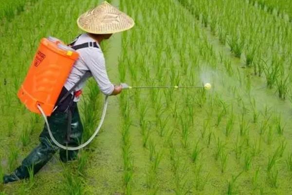 除草剂药害的发生原因是什么，不同除草剂品种的混用会造成药害