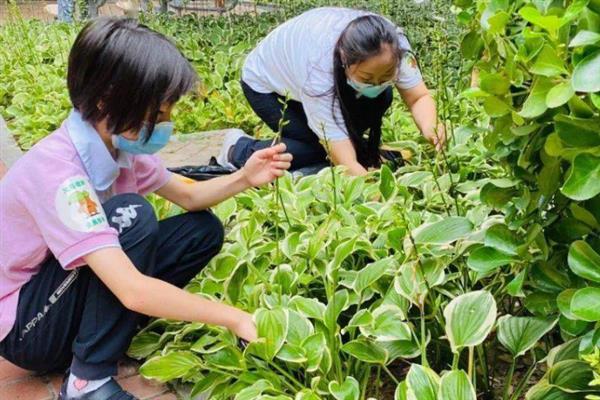 玉簪花的浇水方法，生长旺期和夏季每次都要浇透