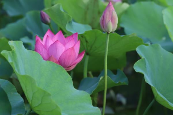 荷花有哪些特点，其叶子形状为圆形盾状