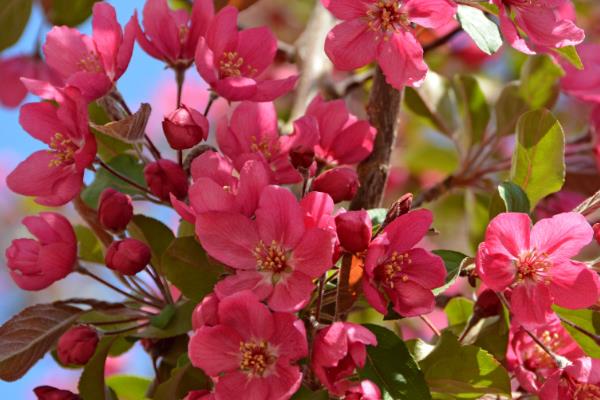 花卉的种子如何种植，浸种催芽后再栽入土壤中