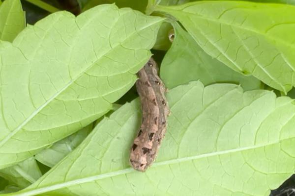 怎么防治彼岸花的虫害，根据害虫类型喷施对应药物