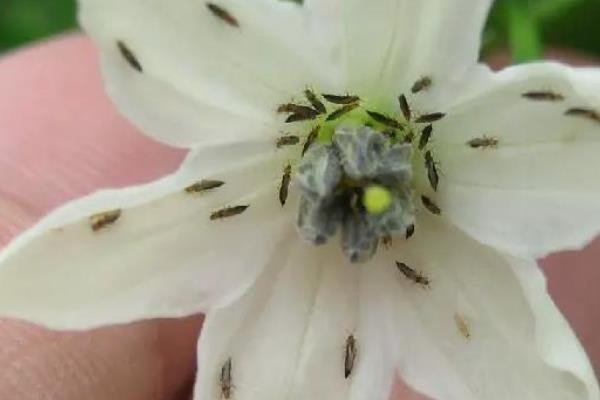 怎么防治彼岸花的虫害，根据害虫类型喷施对应药物