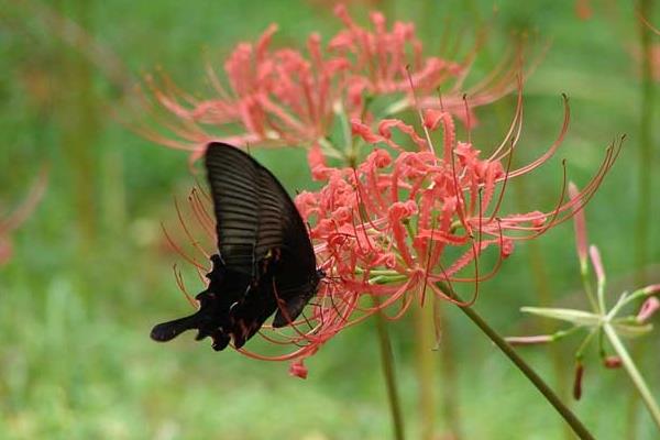 怎么防治彼岸花的虫害，根据害虫类型喷施对应药物