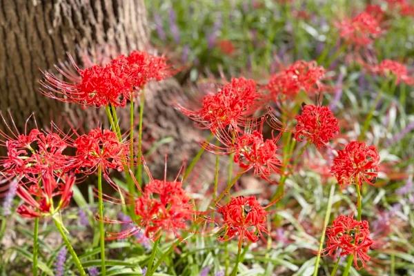 怎么防治彼岸花的虫害，根据害虫类型喷施对应药物