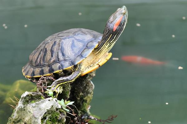 巴西红耳龟咬不咬人，情绪烦躁、处于发情期时可能会对人发起攻击