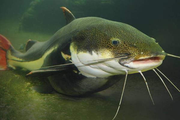 鲶鱼简介，俗称塘虱、胡子鲶等