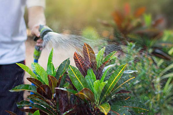 室外植物冬季保温方法，修剪枯枝烂叶后再覆盖薄膜