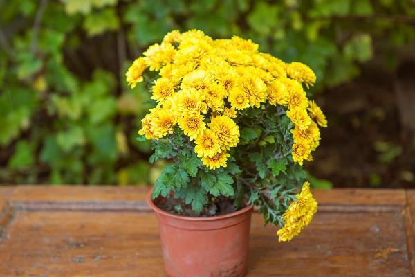 怎么栽培菊花，等土壤干燥后再浇水