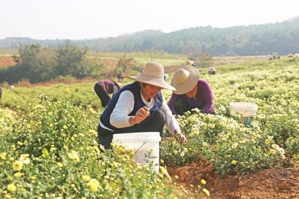 怎么栽培菊花，等土壤干燥后再浇水