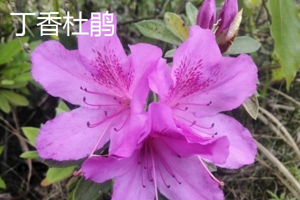 杜鹃花的分类，常见的有西洋杜鹃、茶花杜鹃等