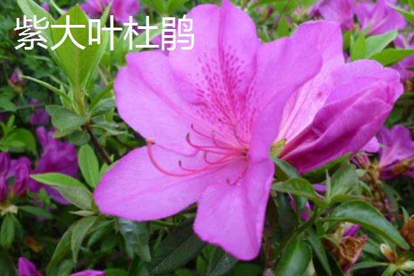 杜鹃花的分类，常见的有西洋杜鹃、茶花杜鹃等