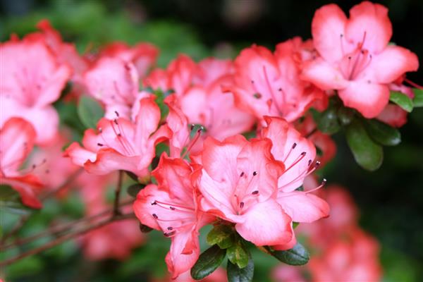 哪些花卉适合庭院种植的，常见的有太阳花、腊梅花等