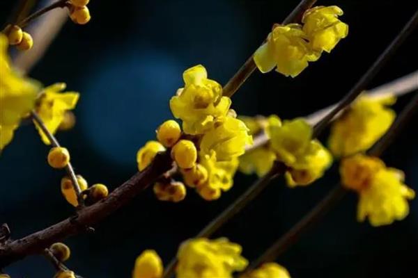 哪些花卉适合庭院种植的，常见的有太阳花、腊梅花等