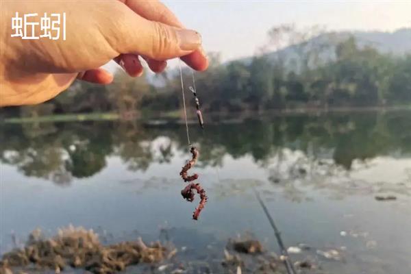 手竿钓鳜鱼用什么饵料，可以用河虾、泥鳅等