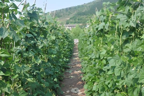 秋豆角在北方种植时间，通常都是在八月份上旬进行