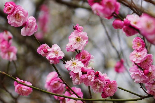 梅花有哪些品质，寓意强大独立、坚韧顽强等