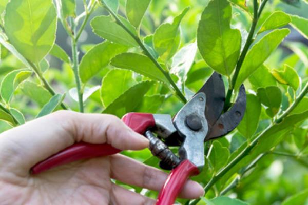 防辐射的植物有哪些，推荐仙人掌、吊兰等