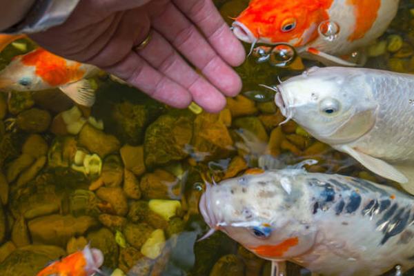 锦鲤如何过冬，首先要减少食物的投喂量