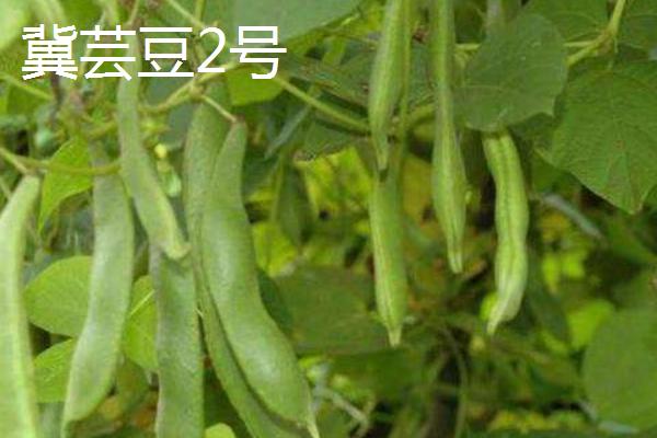 芸豆的常见品种，芸丰627、冀芸豆2号、锦州双季豆等品种均在此列